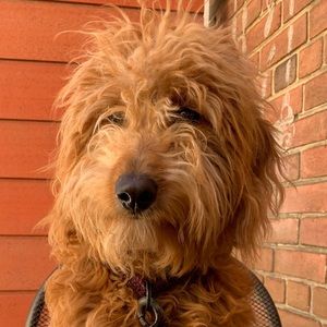 Meet your Posher, Teagan